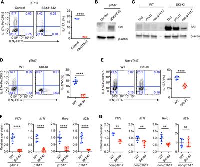 SKI Expression Suppresses Pathogenic Th17 Cell Response and Mitigates Experimental Autoimmune Encephalomyelitis